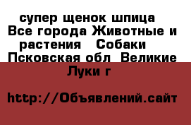 супер щенок шпица - Все города Животные и растения » Собаки   . Псковская обл.,Великие Луки г.